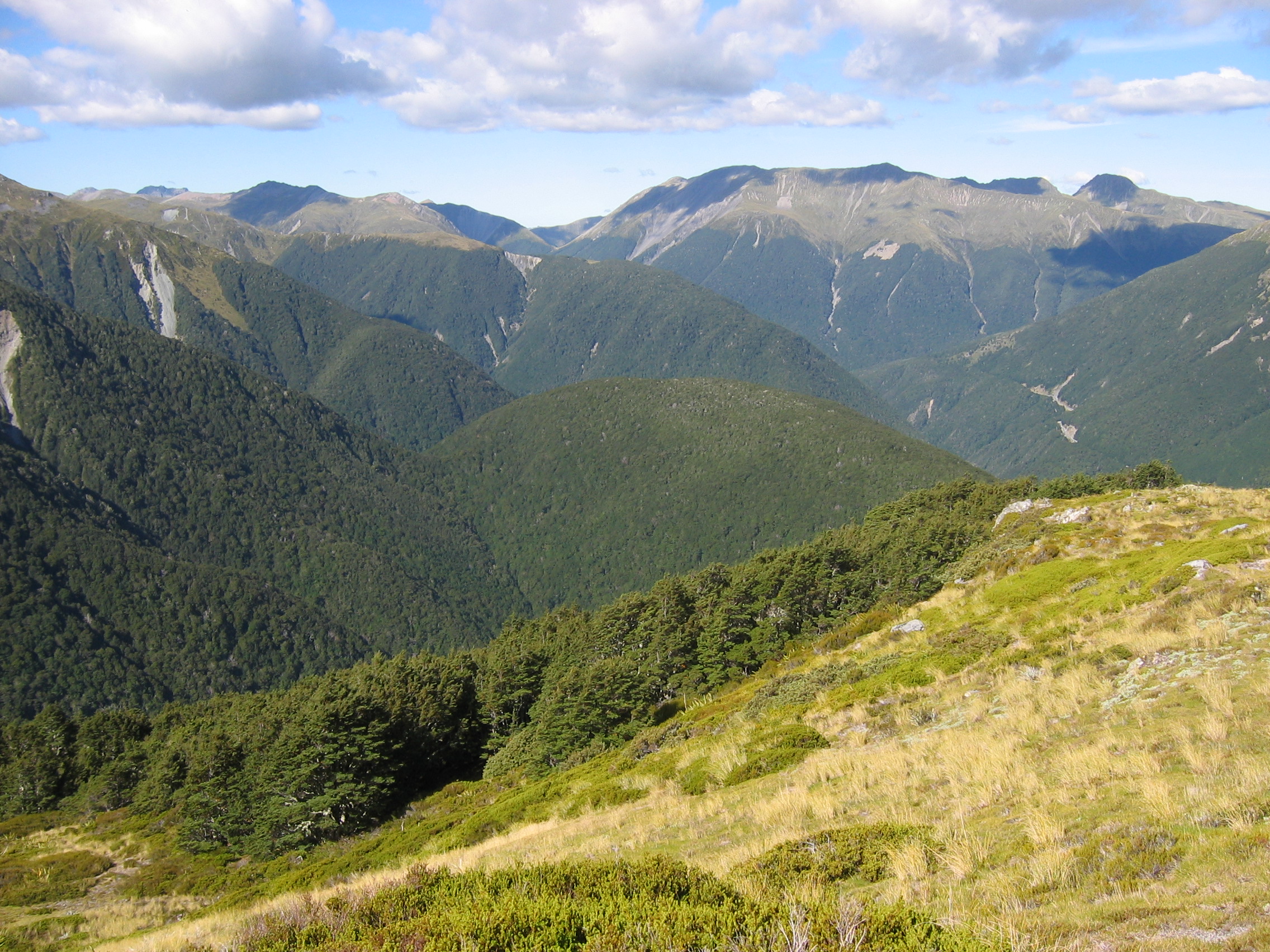 Abrupt discrete southern-beech treeline in New Zealand